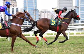 Image result for The Horse Racing Club