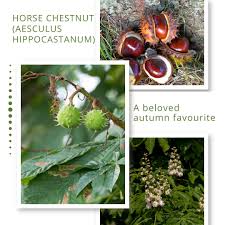 Attēlu rezultāti vaicājumam “Aesculus hippocastanum fruit”