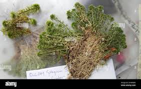 Attēlu rezultāti vaicājumam “Sphagnum wulfianum”