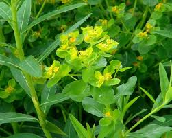 Attēlu rezultāti vaicājumam “Euphorbia palustris flower”