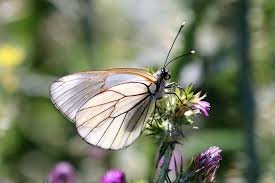 Attēlu rezultāti vaicājumam “Aporia crataegi female”