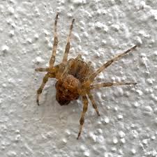 Attēlu rezultāti vaicājumam “Neottiura bimaculata female”