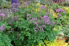 Attēlu rezultāti vaicājumam “Thalictrum aquilegifolium leaf”