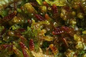 Attēlu rezultāti vaicājumam “Jamesoniella autumnalis”