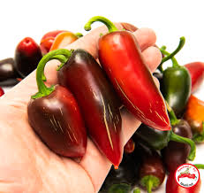 Afbeeldingsresultaat voor biker billy jalapeno hot pepper