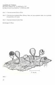 Attēlu rezultāti vaicājumam “Craterium leucocephalum var. scyphoides”