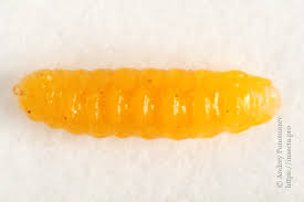 Attēlu rezultāti vaicājumam “Contarinia petioli”