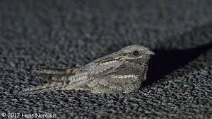 Image result for Caprimulgus europaeus