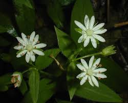 Attēlu rezultāti vaicājumam “Stellaria palustris flower”