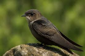 Image result for Chaetura pelagica