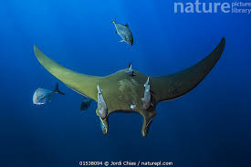 Image result for Mobula tarapacana