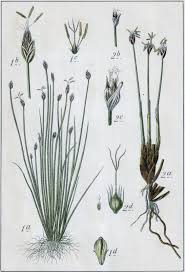 Attēlu rezultāti vaicājumam “Eleocharis acicularis”