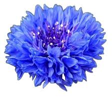 Image result for Helichrysum subulifolium