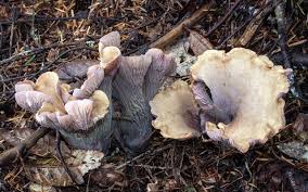 Attēlu rezultāti vaicājumam “Gomphus clavatus”