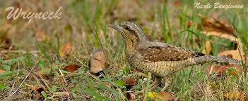 Attēlu rezultāti vaicājumam “Jynx torquilla adult”