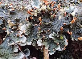 Attēlu rezultāti vaicājumam “Peltigera extenuata”