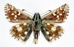 Attēlu rezultāti vaicājumam “Pyrgus serratulae”