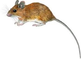 Attēlu rezultāti vaicājumam “Apodemus flavicollis”