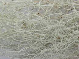 Attēlu rezultāti vaicājumam “Ramalina thrausta”