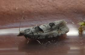 Attēlu rezultāti vaicājumam “Epinotia bilunana”