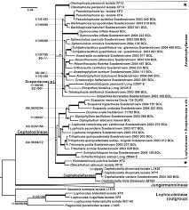 Attēlu rezultāti vaicājumam “Isopaches bicrenatus”