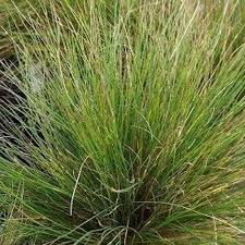 Attēlu rezultāti vaicājumam “Festuca altissima leaf”