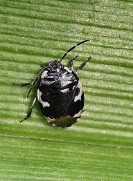 Attēlu rezultāti vaicājumam “Tritomegas bicolor imago”