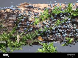 Attēlu rezultāti vaicājumam “Lamproderma nigrescens spores”