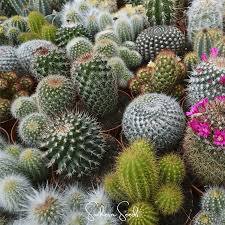 Image result for Cactaceae