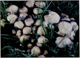 Attēlu rezultāti vaicājumam “Coprinus atramentarius”