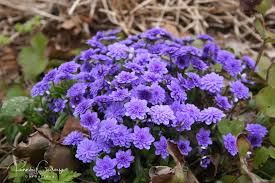 Attēlu rezultāti vaicājumam “Hepatica nobilis”