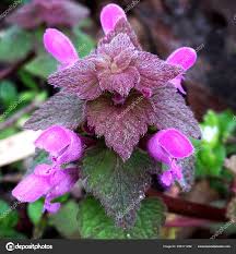 Attēlu rezultāti vaicājumam “Lamium purpureum flower”