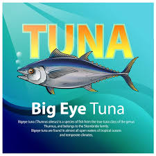 Image result for Thunnus obesus