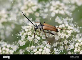 Attēlu rezultāti vaicājumam “Leptura rubra male”