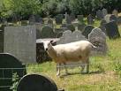 A sheep (one of a herd behind the fence) adopts a belligerent air beside the - via Daymix