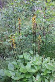 Attēlu rezultāti vaicājumam “Ligularia sibirica”