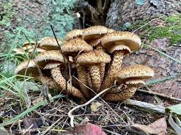 Attēlu rezultāti vaicājumam “Pholiota squarrosa”