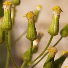 Attēlu rezultāti vaicājumam “Senecio vernalis bud”