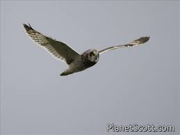 Attēlu rezultāti vaicājumam “Asio flammeus”