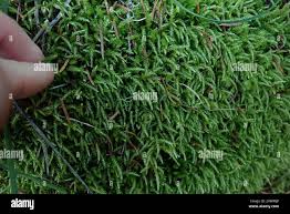 Attēlu rezultāti vaicājumam “Sciuro-hypnum”