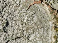 Attēlu rezultāti vaicājumam “Pertusaria albescens”