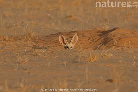 Attēlu rezultāti vaicājumam “Vulpes zerda”