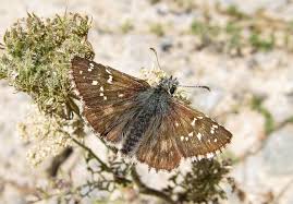 Attēlu rezultāti vaicājumam “Pyrgus alveus upperside”