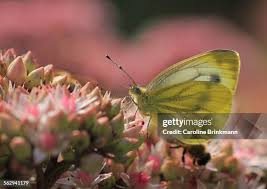 Attēlu rezultāti vaicājumam “Pieris napi female”