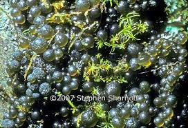 Attēlu rezultāti vaicājumam “Nostoc commune macro”