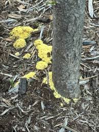 Attēlu rezultāti vaicājumam “Symphytocarpus flaccidus plasmodium”