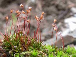 Attēlu rezultāti vaicājumam “Pogonatum dentatum”