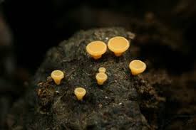 Attēlu rezultāti vaicājumam “Hymenoscyphus fructigenus var. coryli”