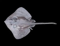 Image result for Leucoraja ocellata