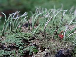 Attēlu rezultāti vaicājumam “Cladonia”